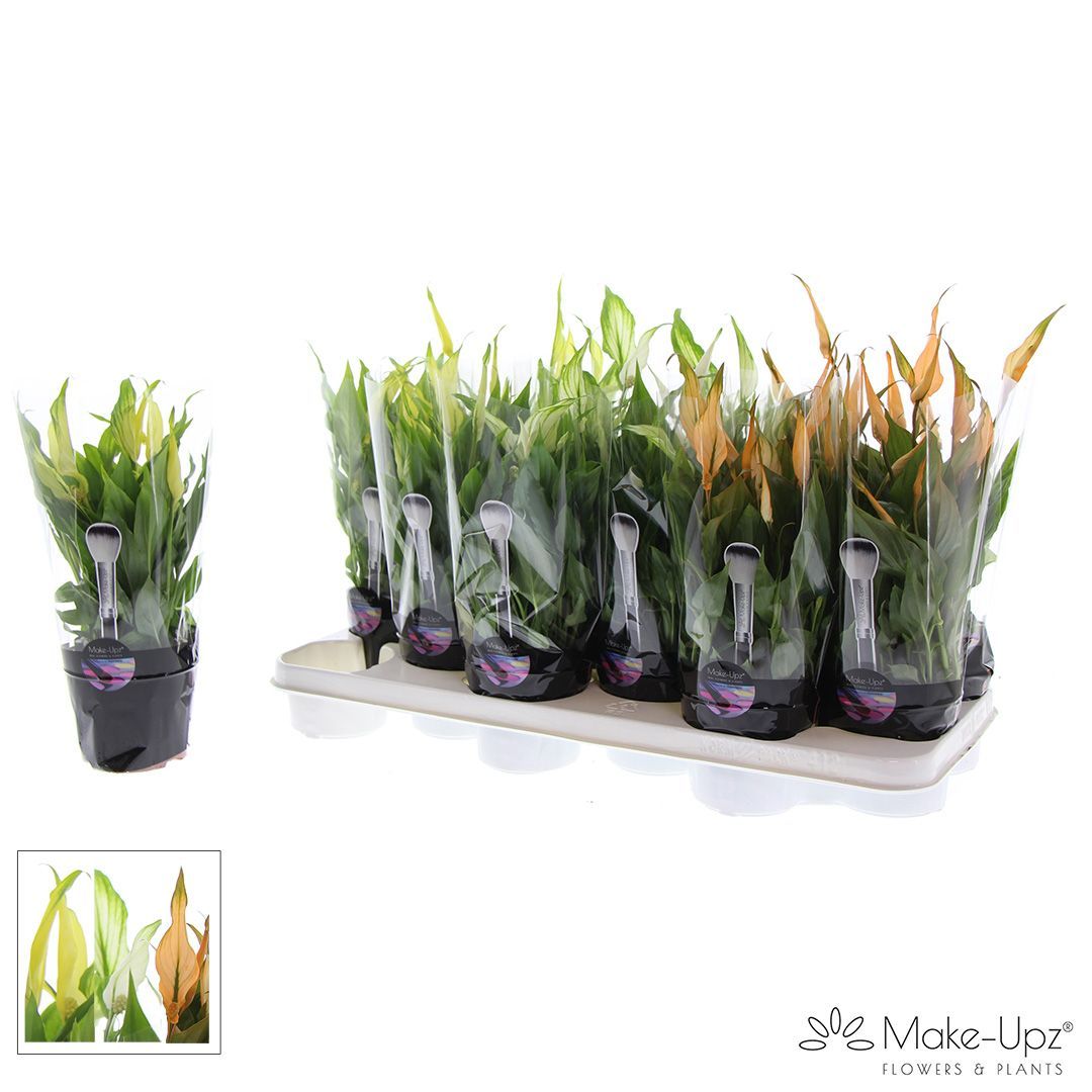 Spathiphyllum 10,5 cm Make Upz Halloween, D 10,5