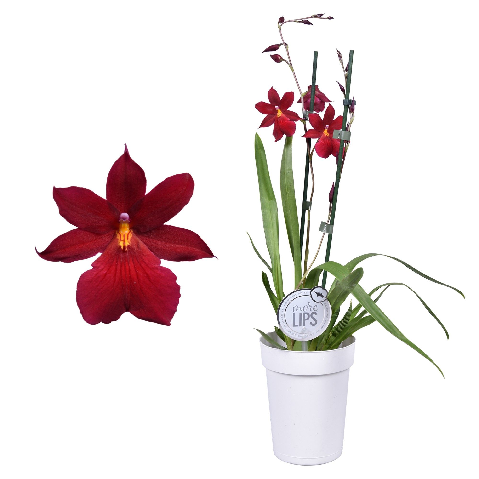 MoreLIPS® Cambria 'Nelly Isler' 2 tak met witte pot, D 12