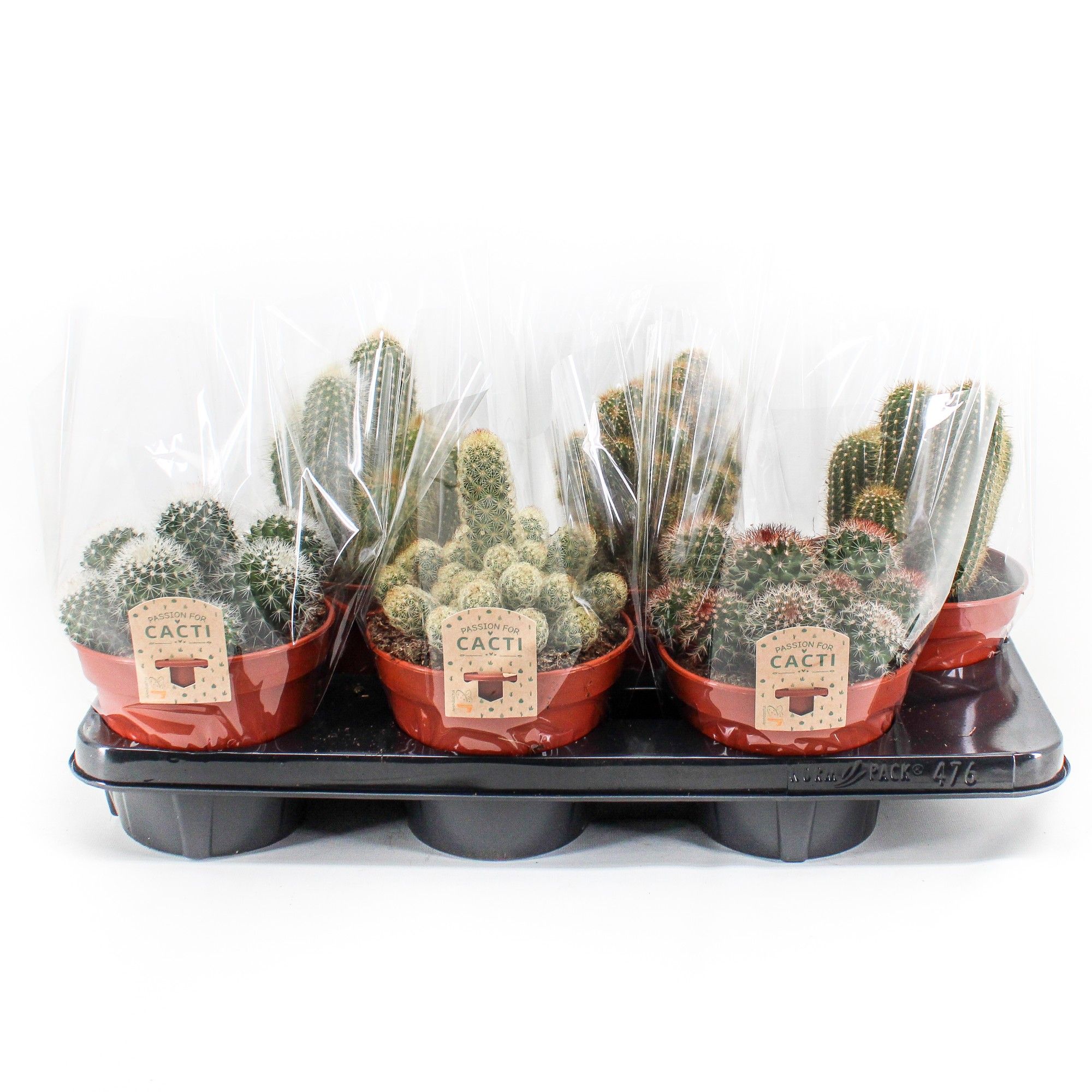 Cactus mix. 406 hoes p15, D 15