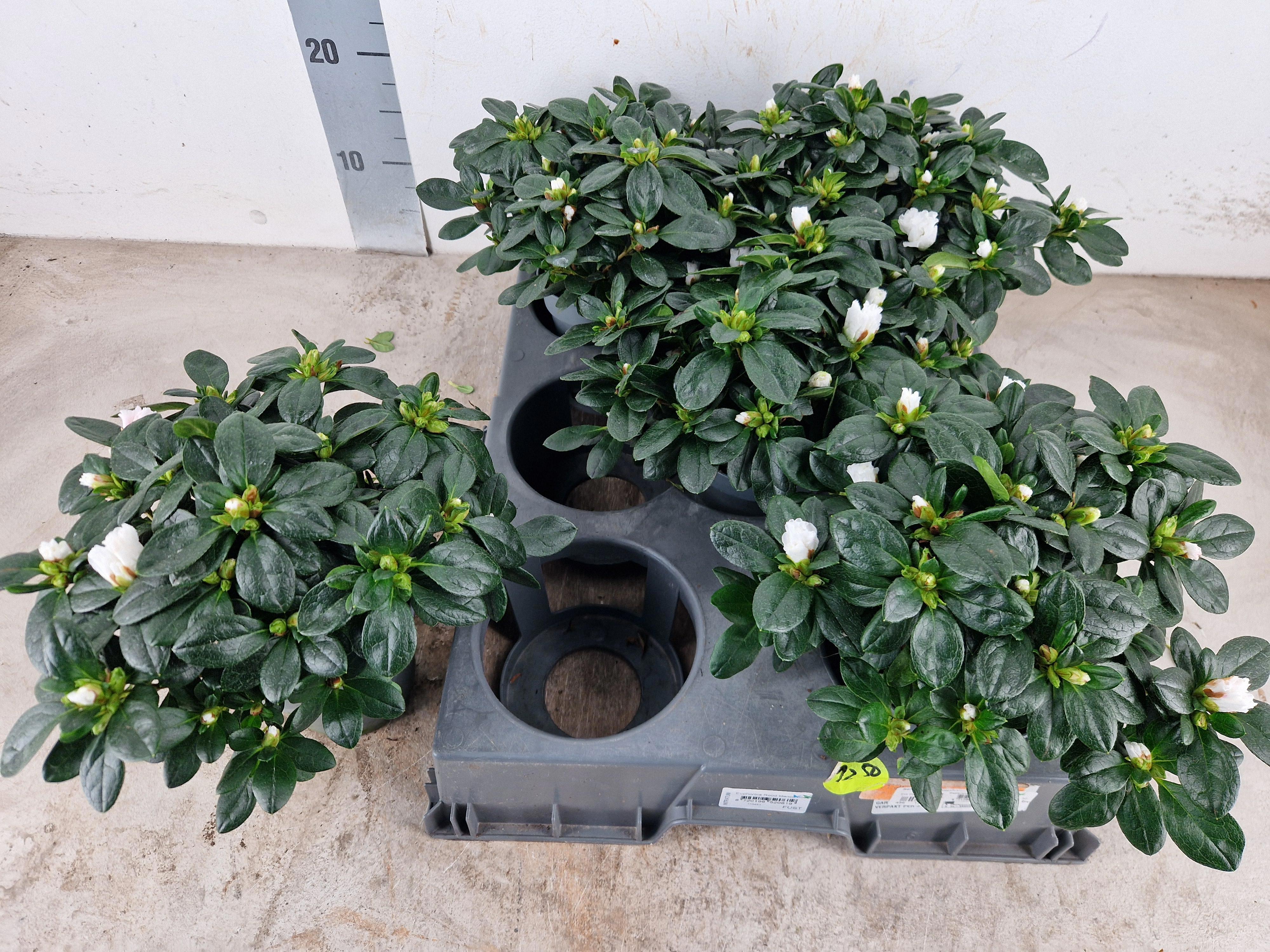 Rhododendron (Simsii Grp) 'Witte Vogel', D 12 cm