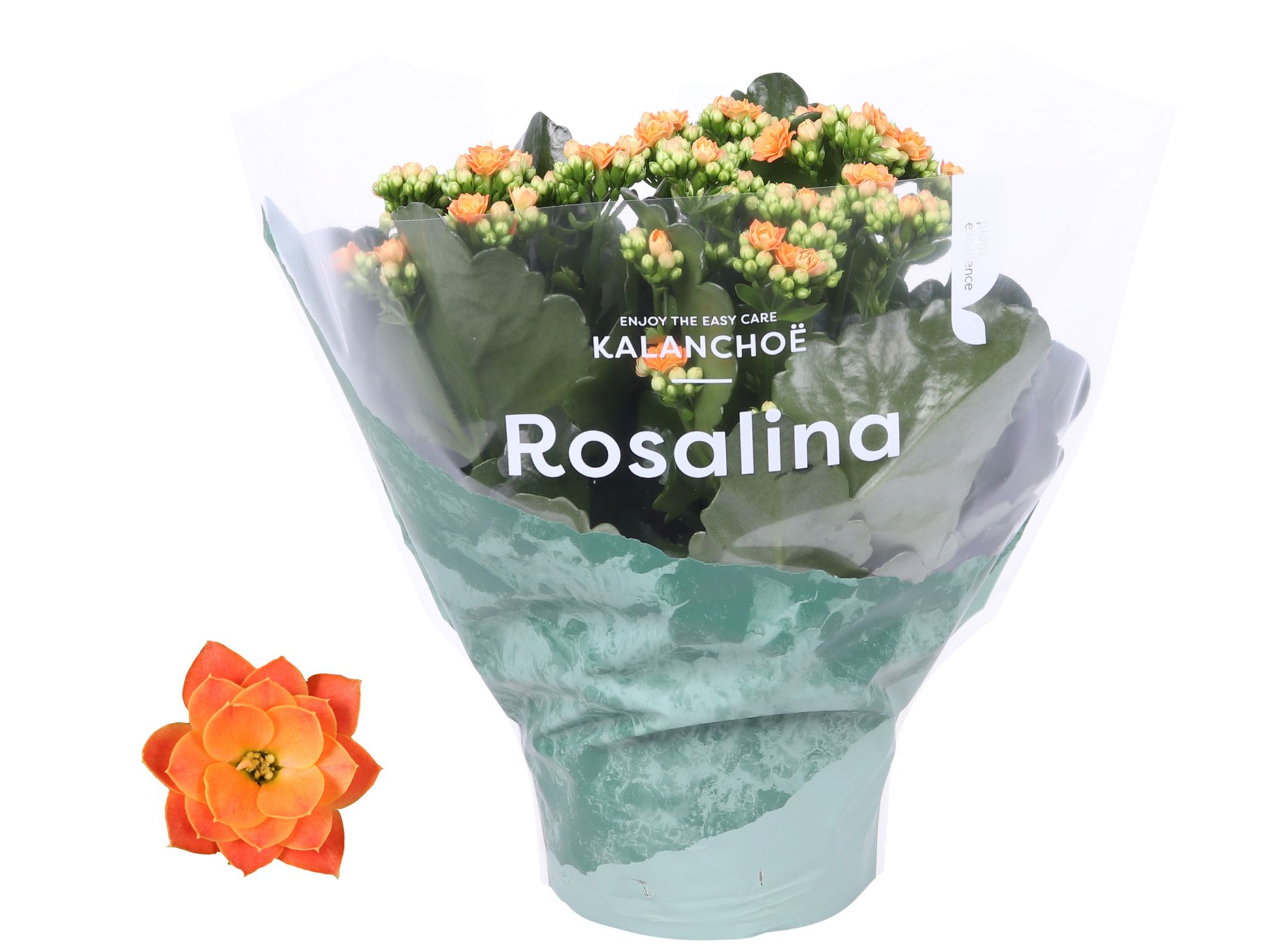 Kalanchoe Rosalina 15cm Don Pedro oranje, D 15