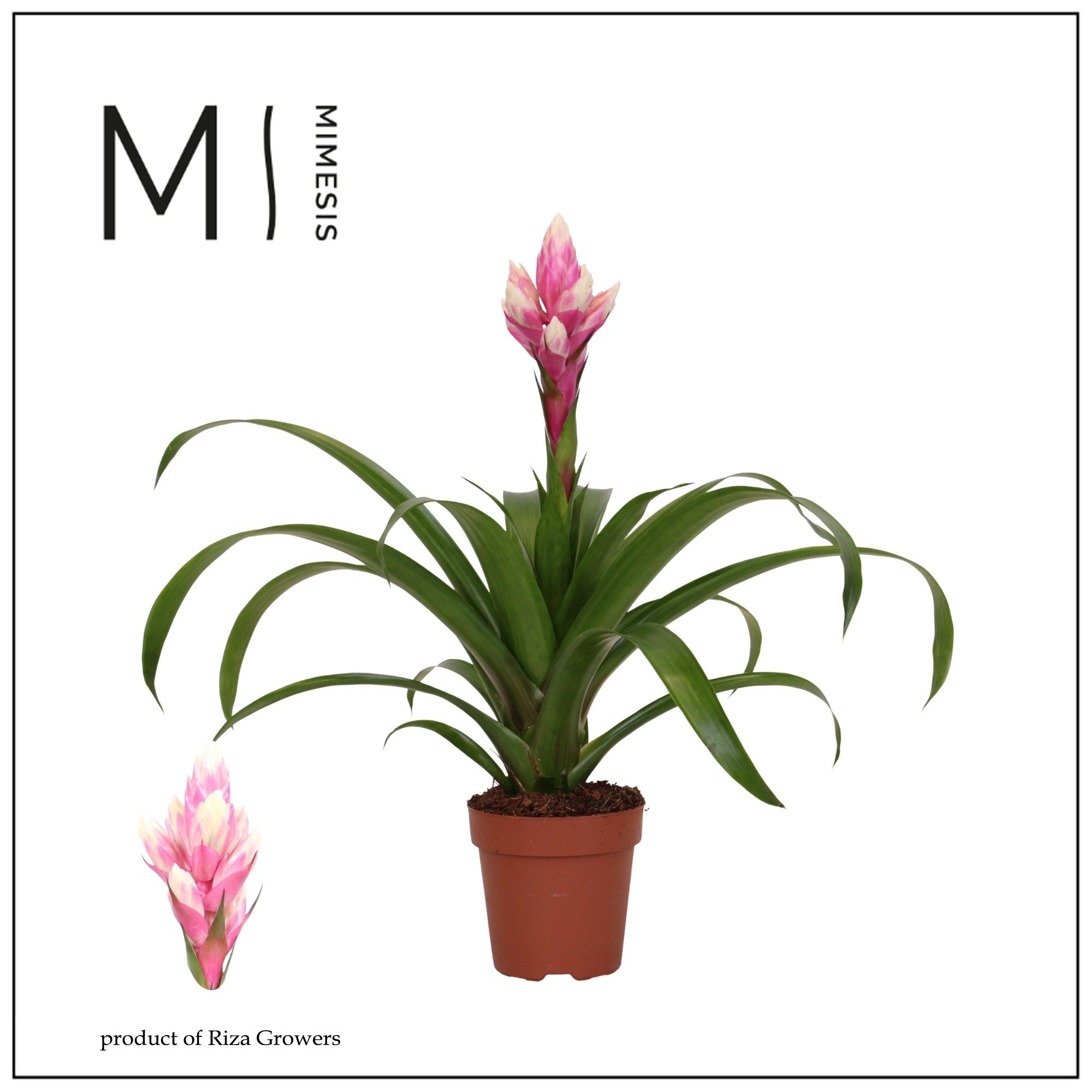 Guzmania Rockyflower Candy - 12cm | Mimesis, D 12
