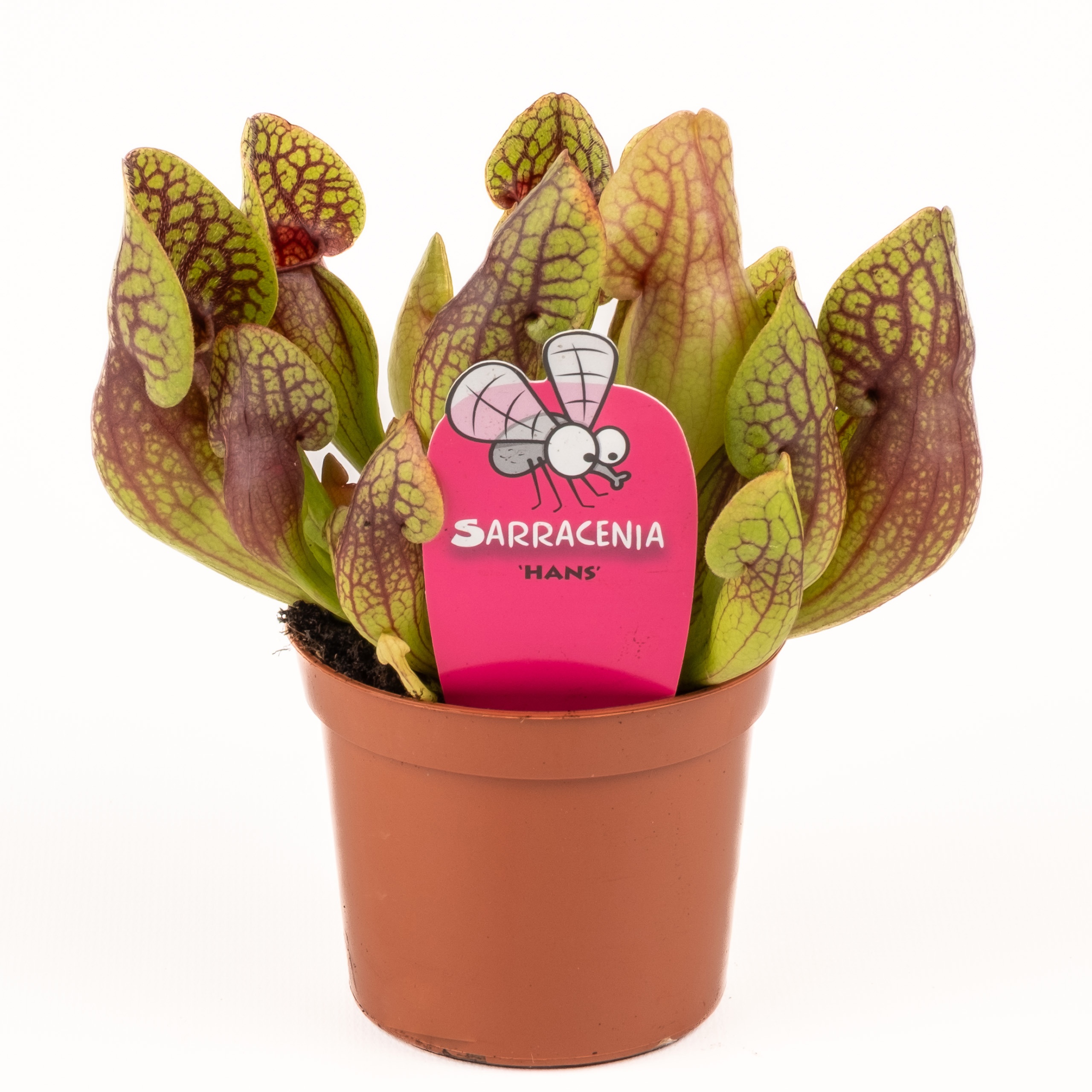 Sarracenia 'Hans', D 8,5