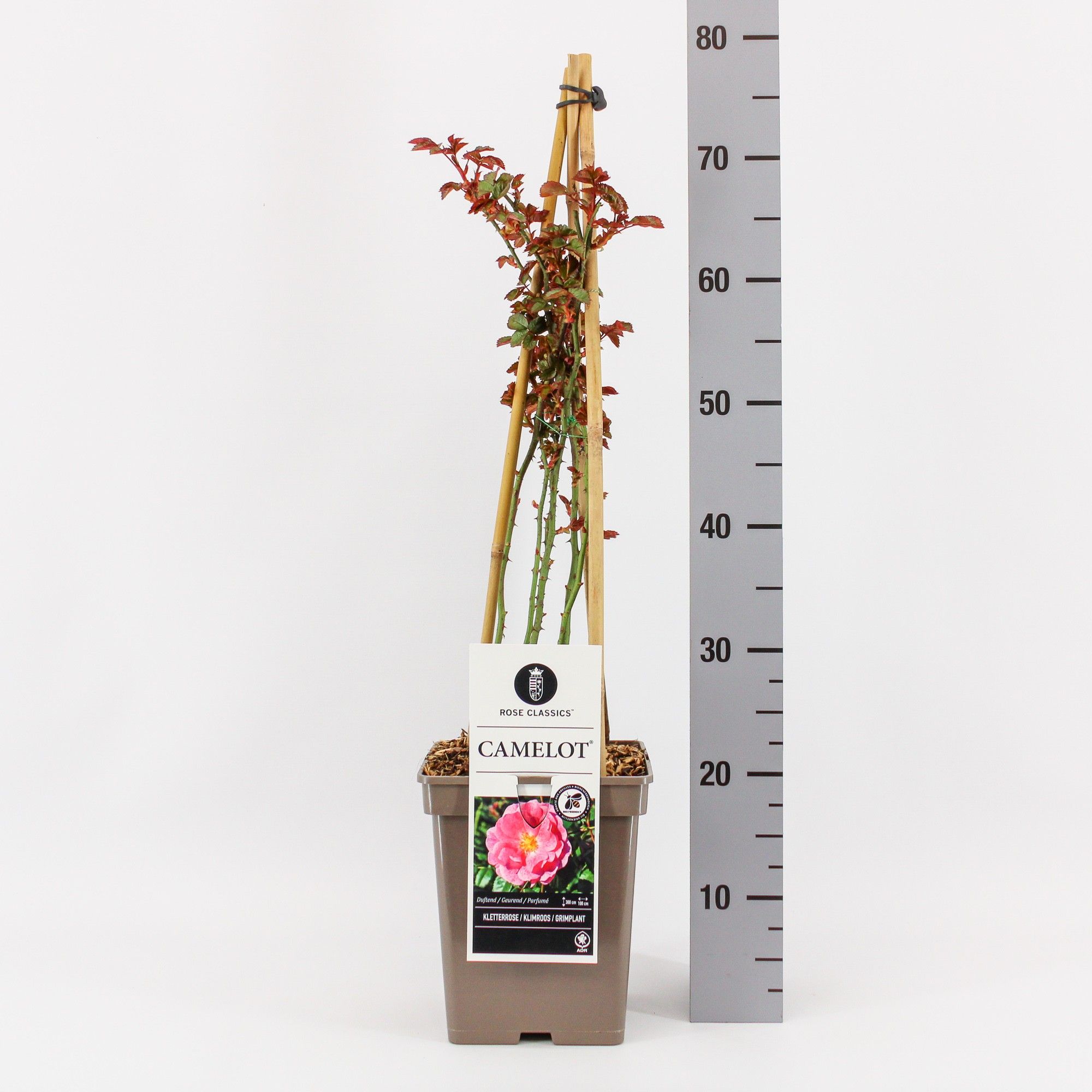 Rosa (K) Camelot ®, C5, 4 stok 90 cm, D 23