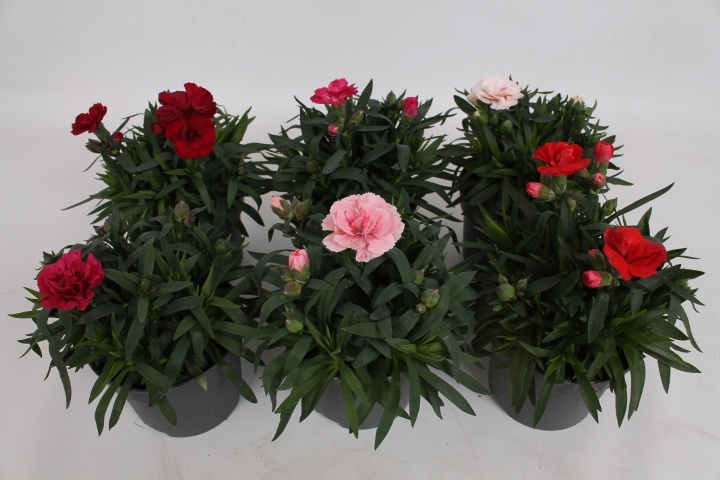 Dianthus Oscar gemengd, D 10,5