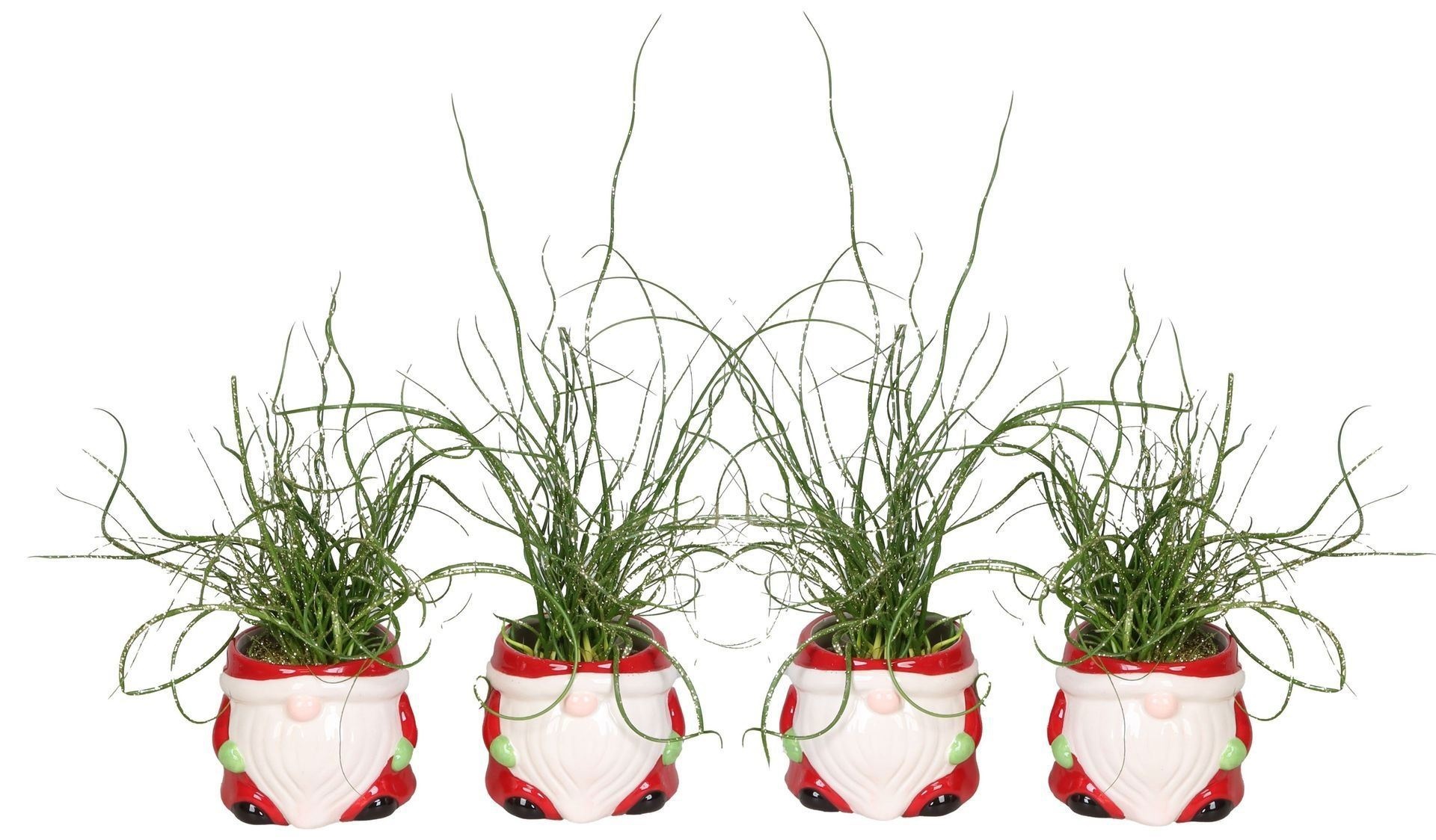 L 66447 With Juncus 'Spiralis' Glitter6 cm, D 6