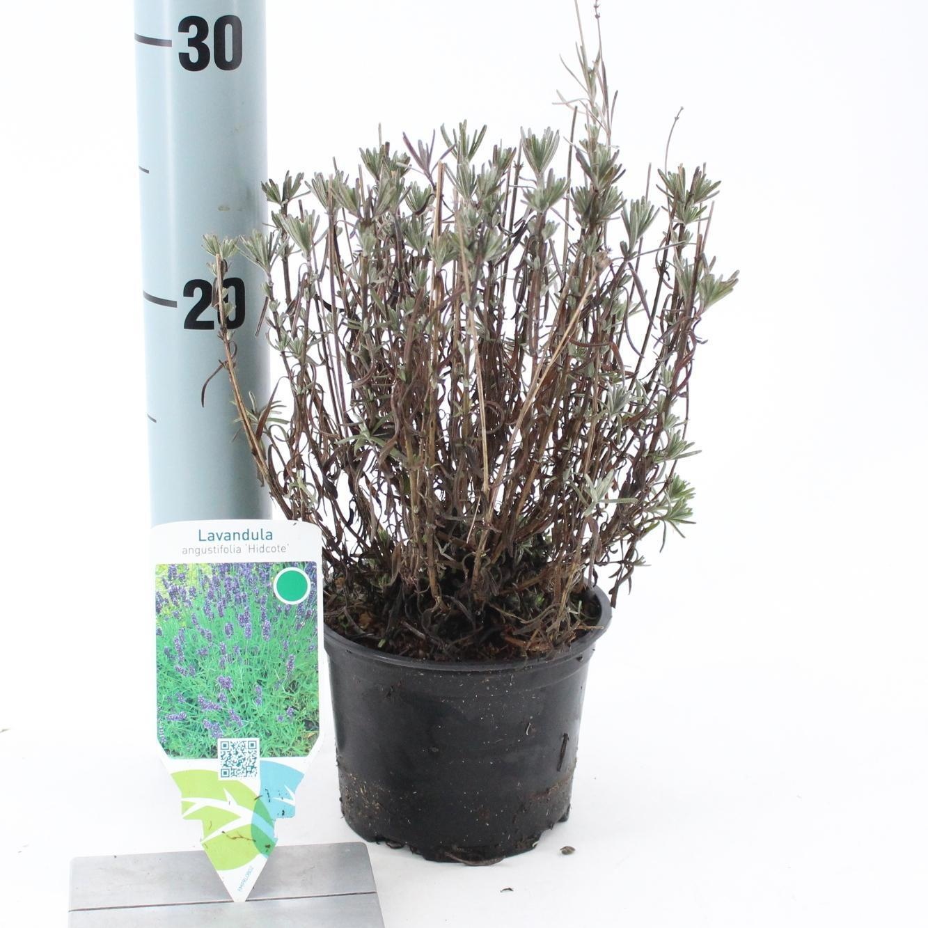 Lavandula angustifolia 'Hidcote', D 12