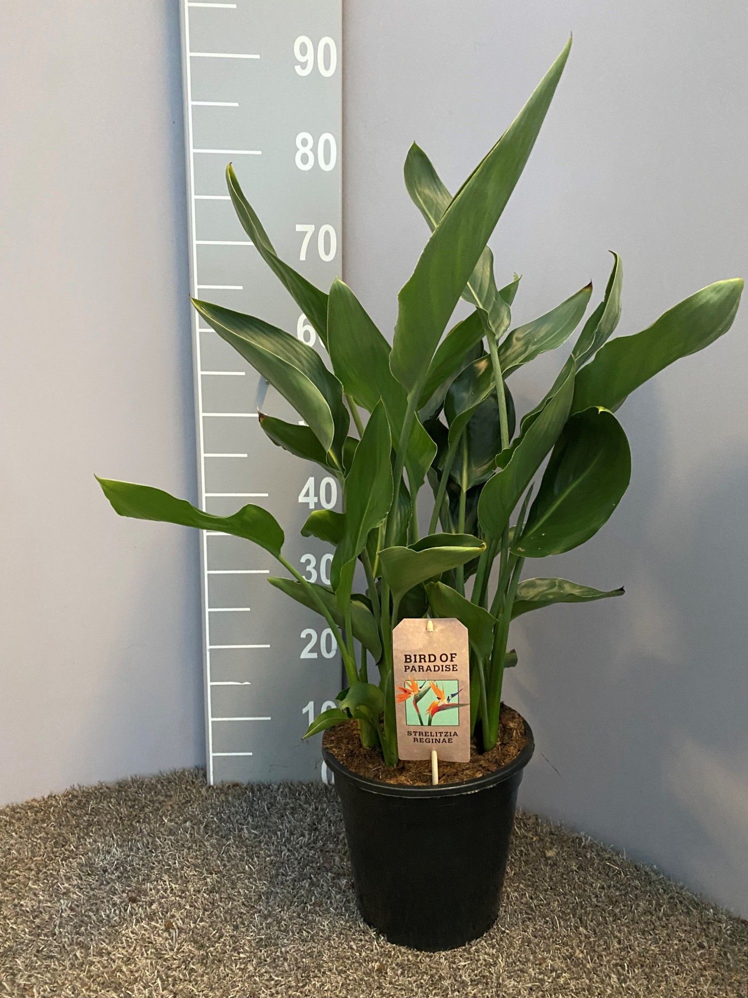 Strelitzia reginae p21, D 21