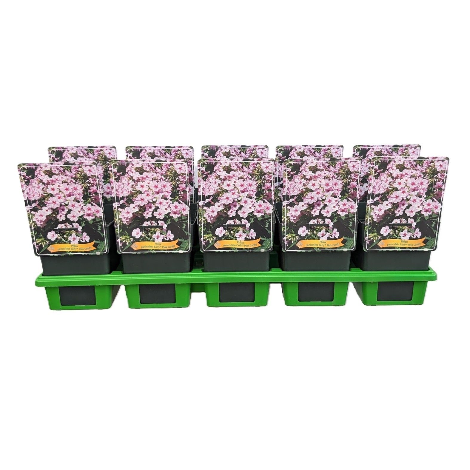 Phlox Paniculata 'Early Pink Candy' P11, D 11