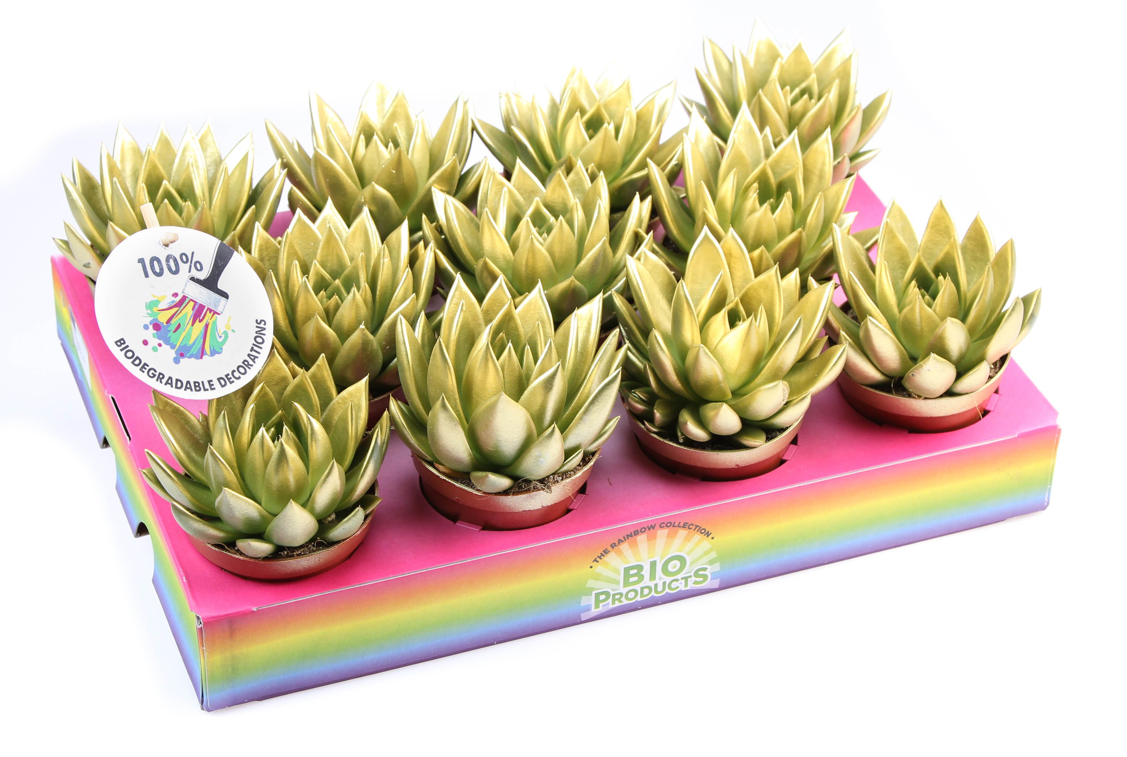 Bio miranda rainbow gold, D 8,5