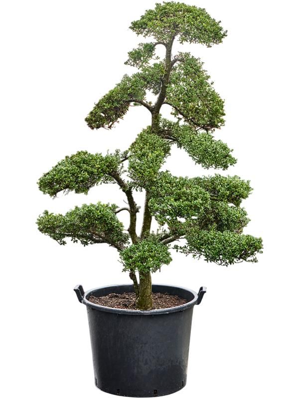 Ilex crenata 'Kinme' (210-230cm), D 70