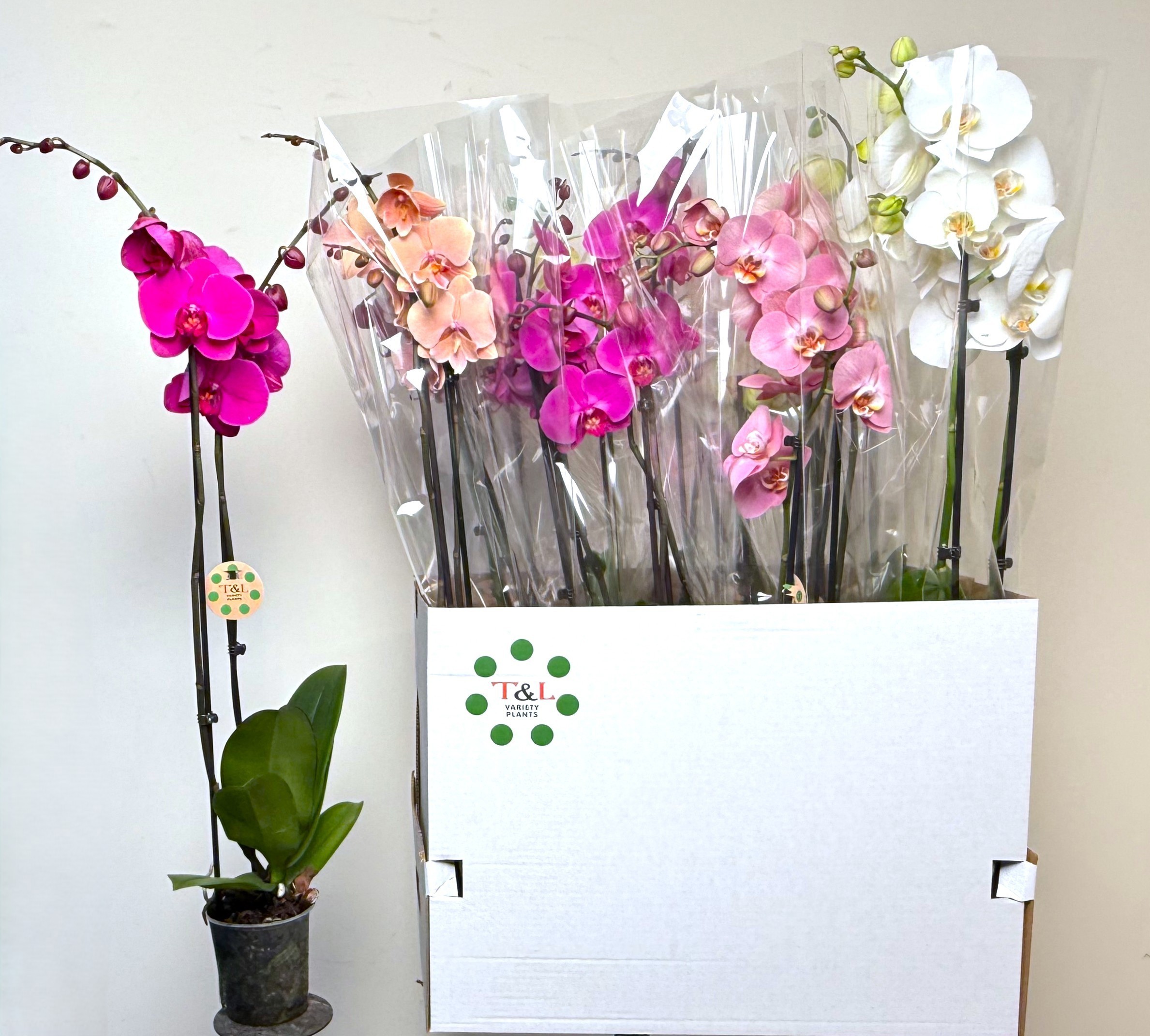 2 Tak Mix 7 KL, D 12