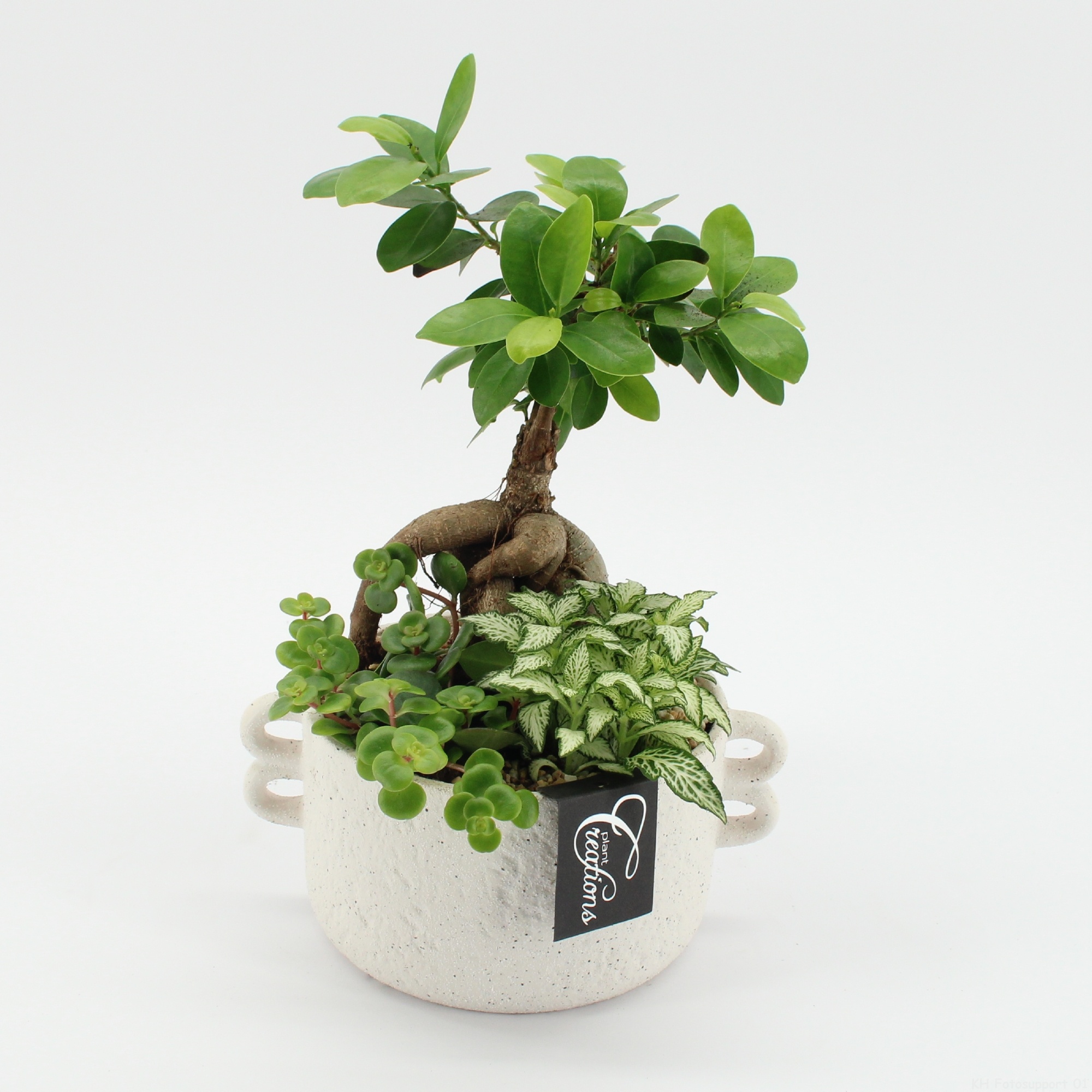 GRCR-2647 Green Essentials, D 20