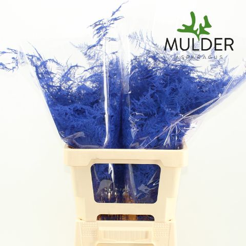 Аспарагус Овериг Крашеный (краш. ) 65, шт.