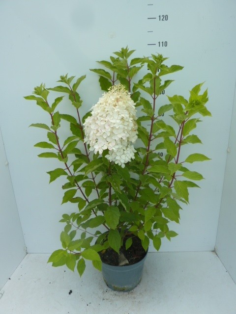 821 FA : Pot 26 cm Hydrangea Paniculata "Pink Lady", D 26