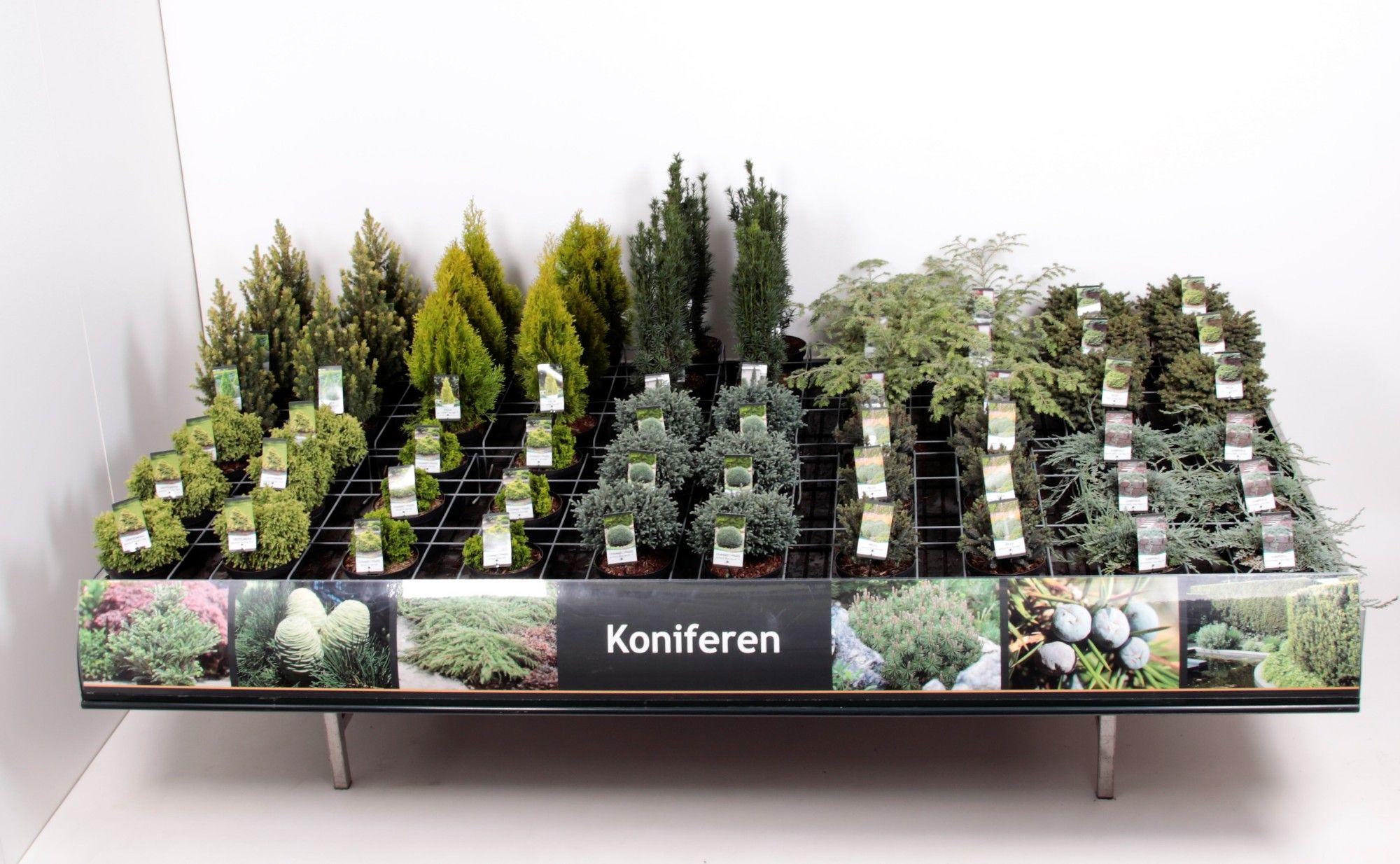 Tafelconcept Exclusief assortiment C3 (mix kan afwijken van foto), D 19