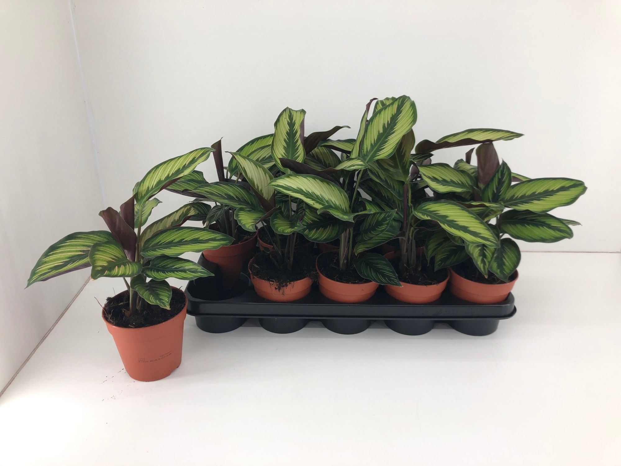 Calathea Beautiful Star P12, D 12