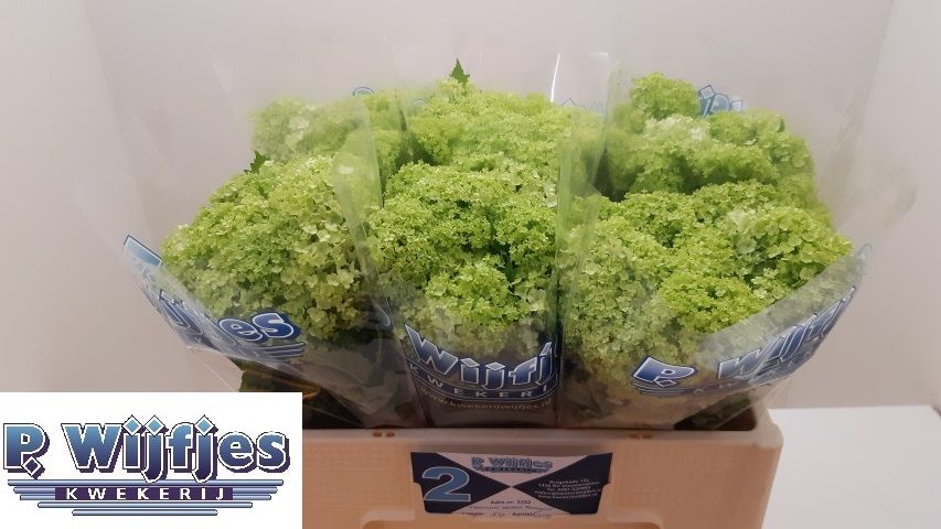 Вибурнум Розеум 50 (зел.), шт.