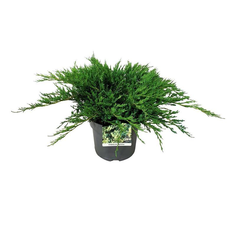 Juniperus hor. 'Agnieszka', D 24
