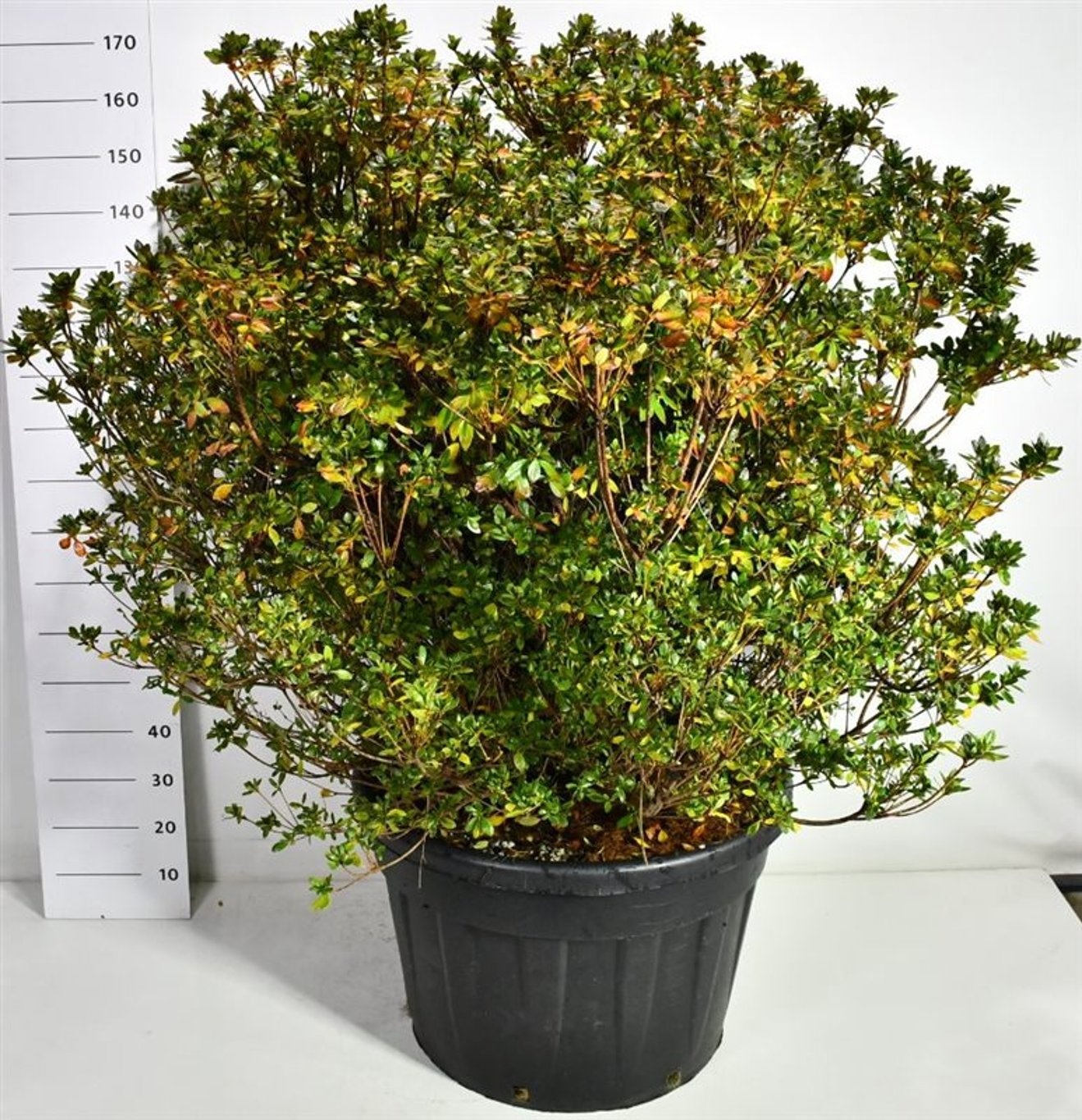 Rhododendron (AJ) 'Buccaneer', D 77