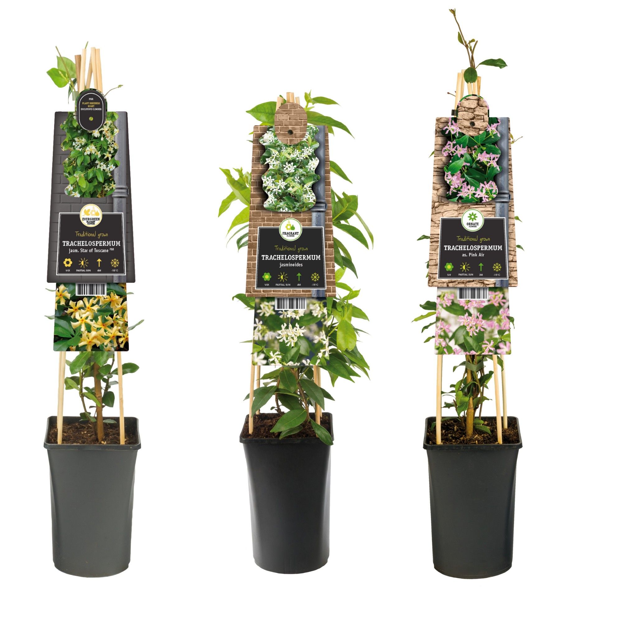 Mixtray Trachelospermum +3.0 label, D 17