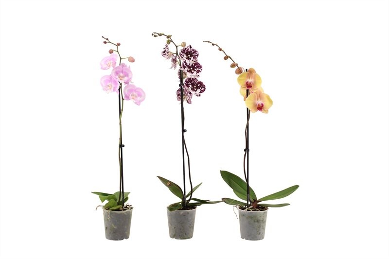 Phal mix 1T09+ ( 2 lg/dc ), D 12
