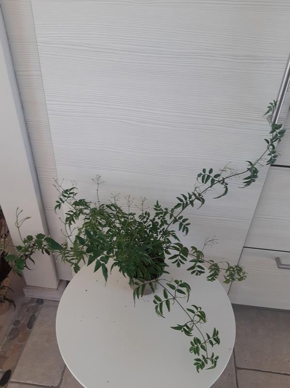 JASMINUM POLYANTHUM, D 11