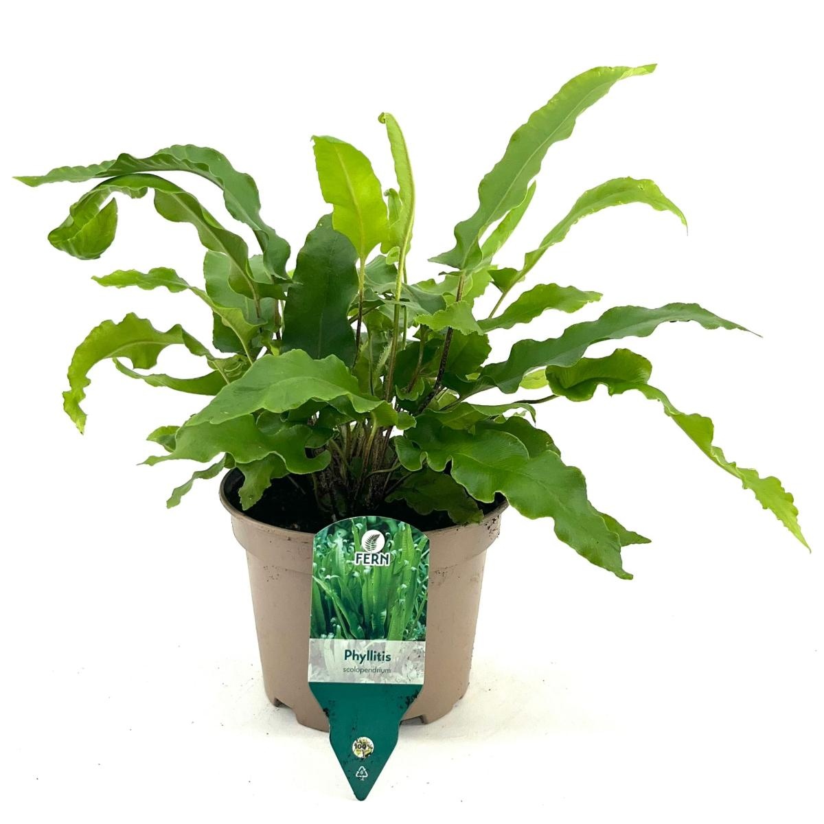 Asplenium scolopendrium, D 17