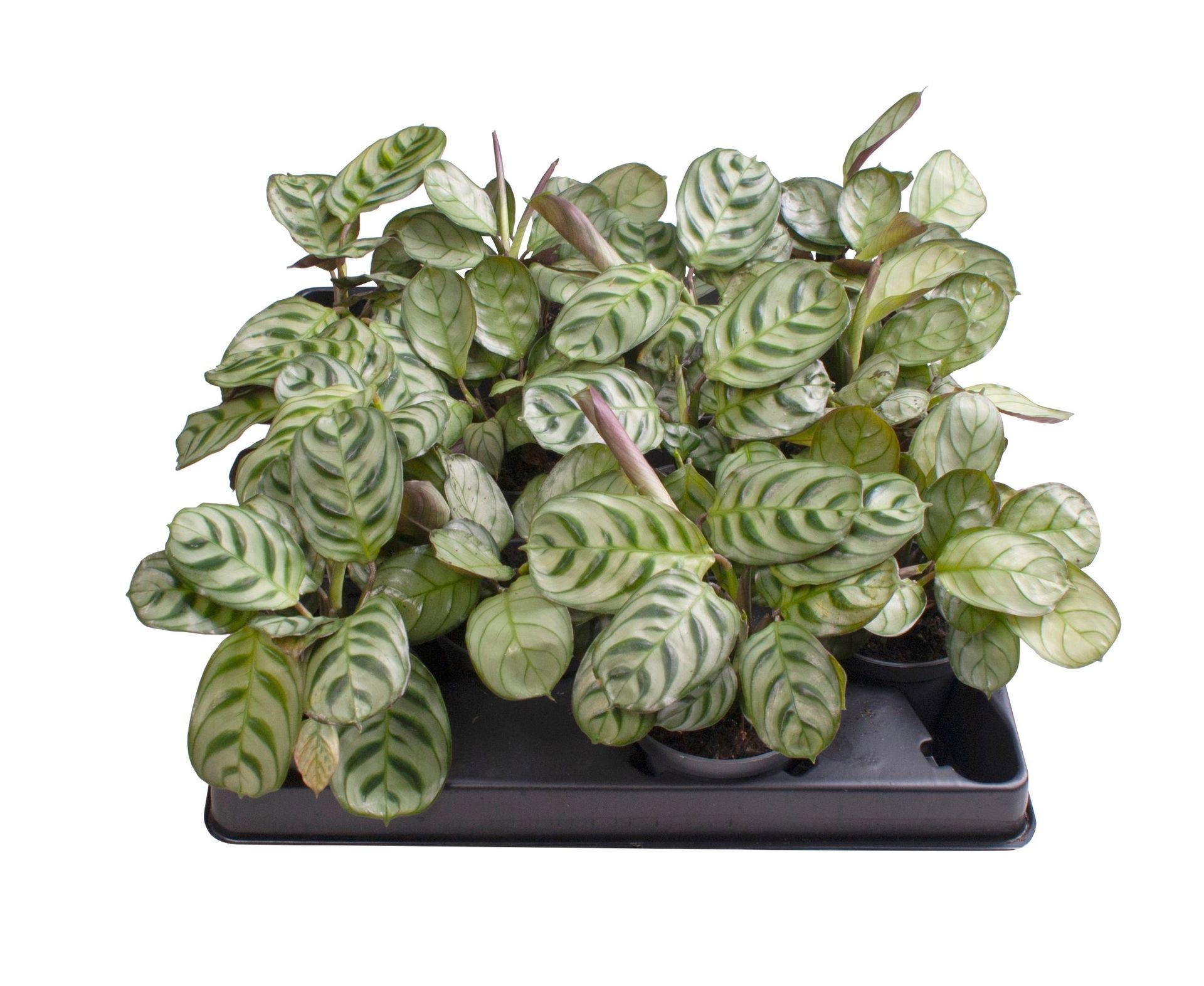 Calathea/Maranta Mix 6 cm, D 6