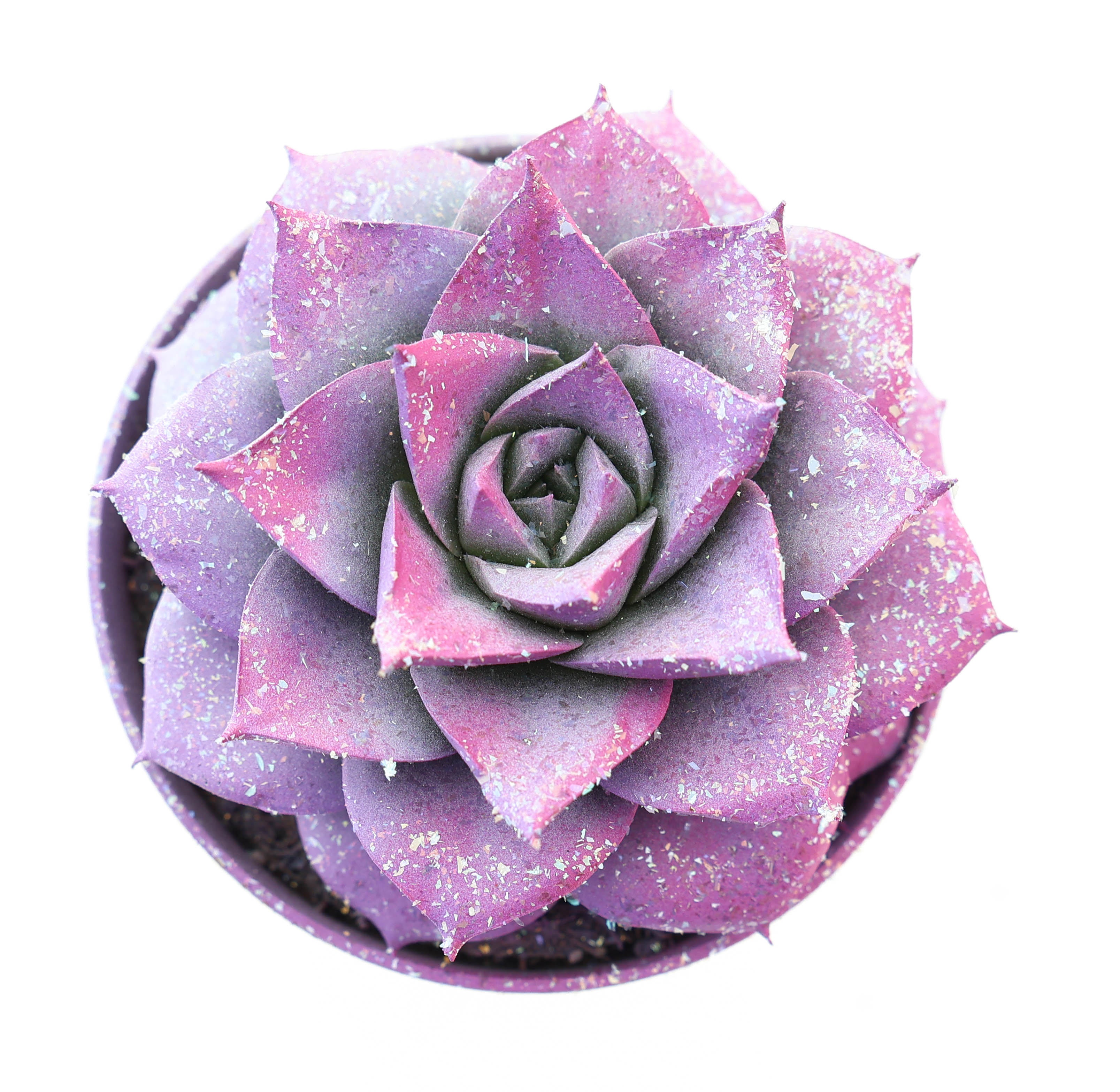 Purper valentine multi glitter mix, D 8,5