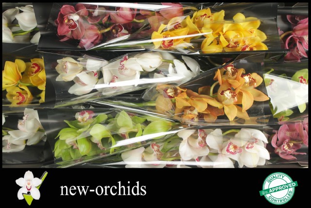 Цимбидиум Микс x12 50, шт.