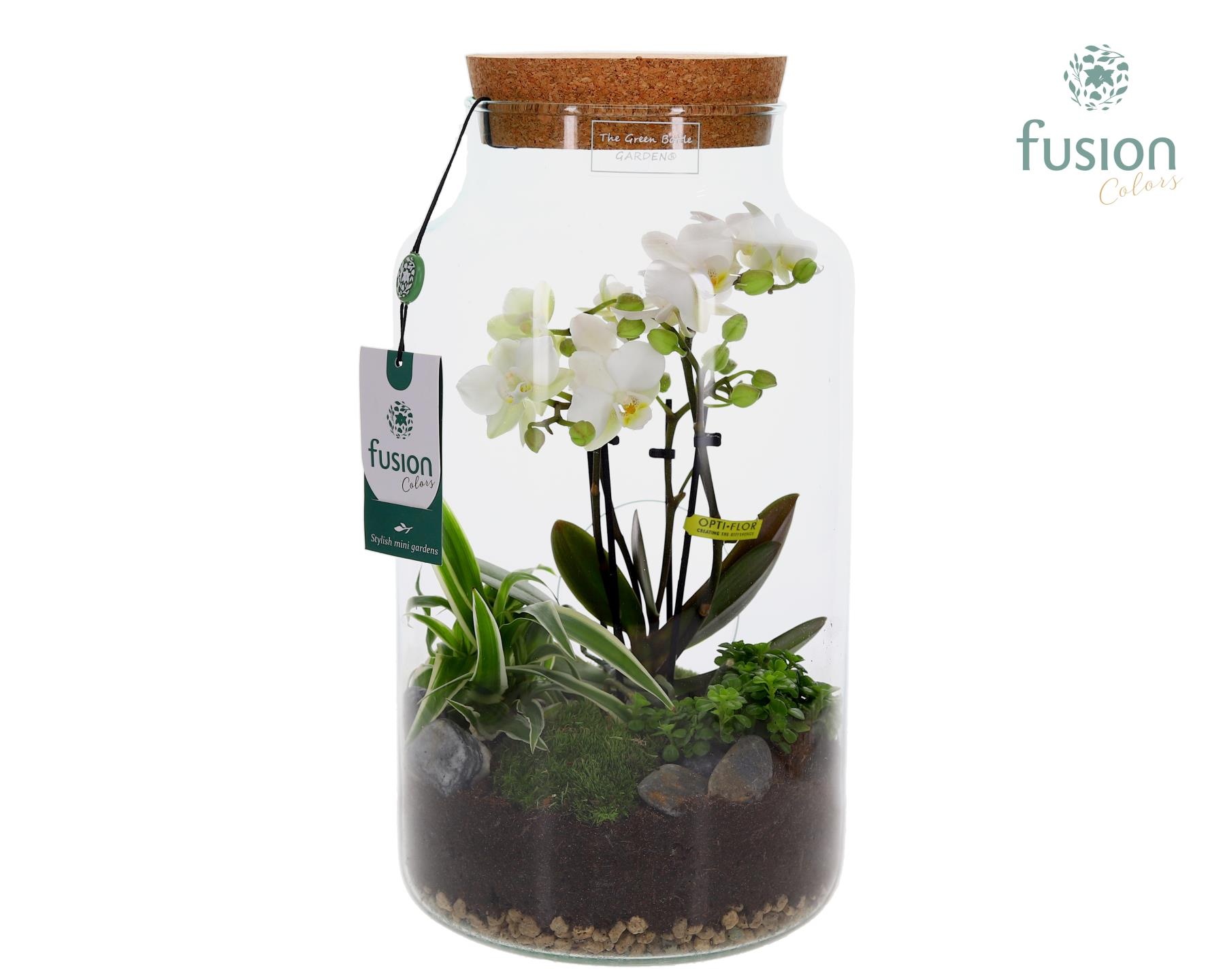 Green Bottle Pot Large 4 tak Phalaenopsis arrangement 24 uurs levertijd, D 19