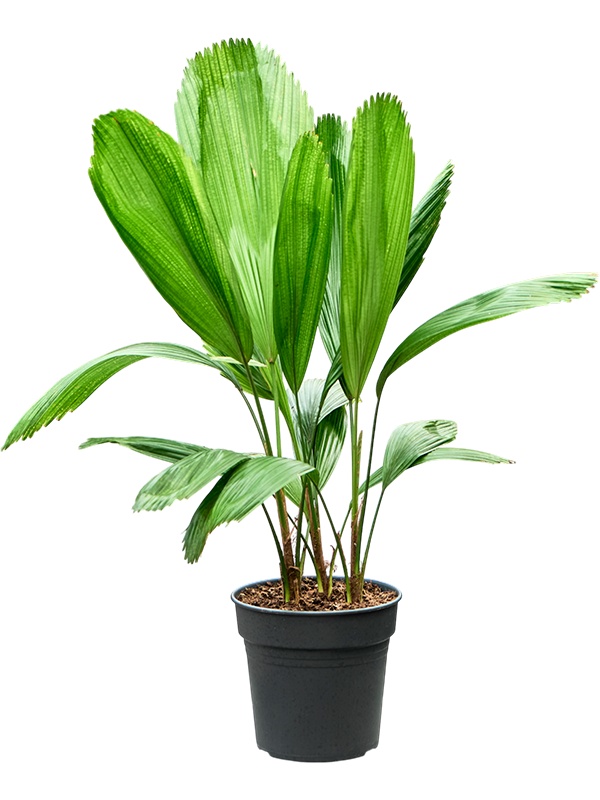 Licuala grandis, D 17