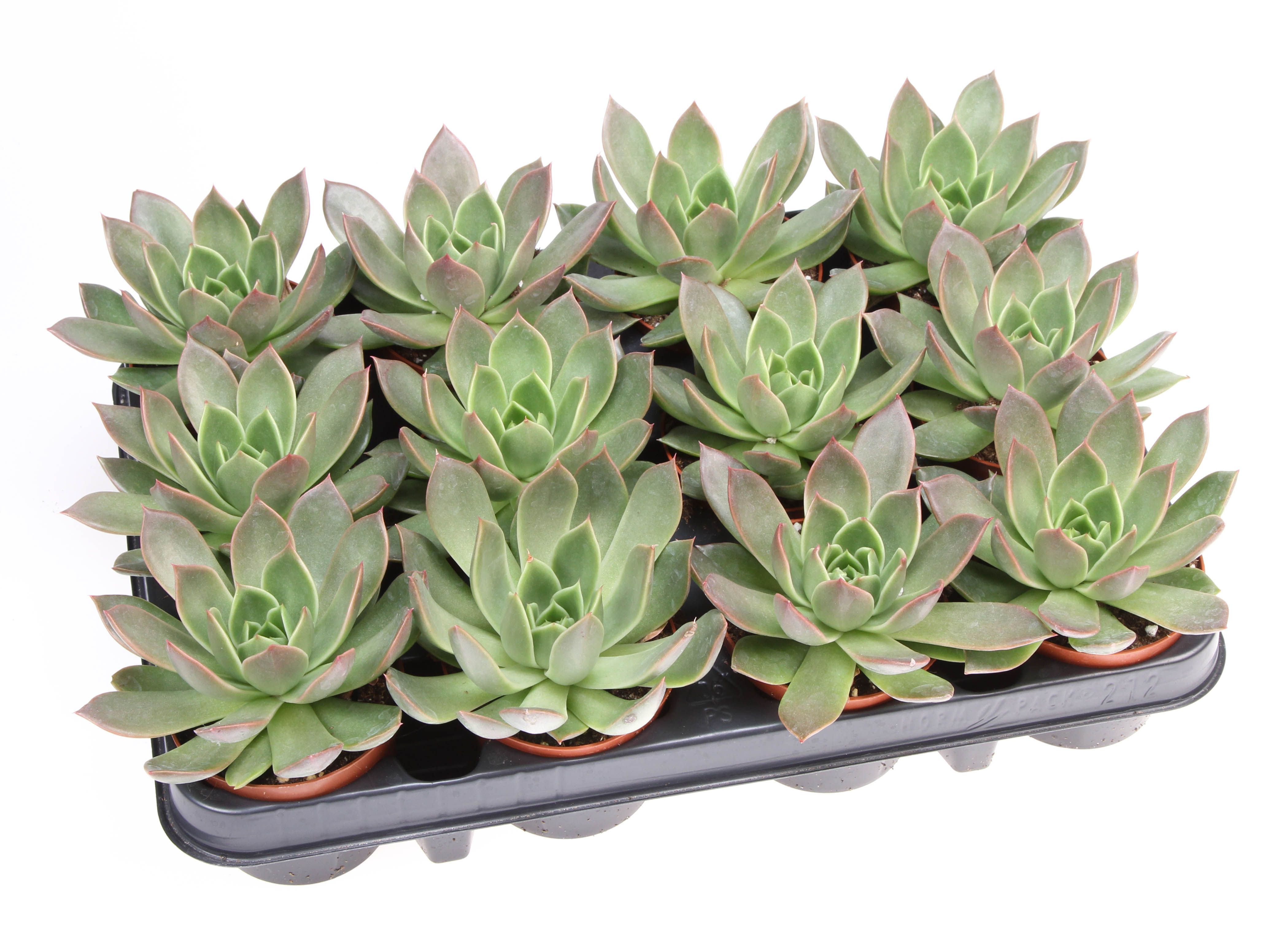 Echeveria maxxus, D 8,5
