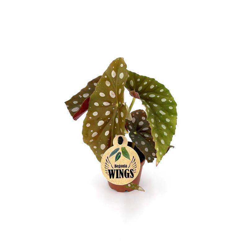 BEGONIA MACULATA 'SilverSpot', D 6