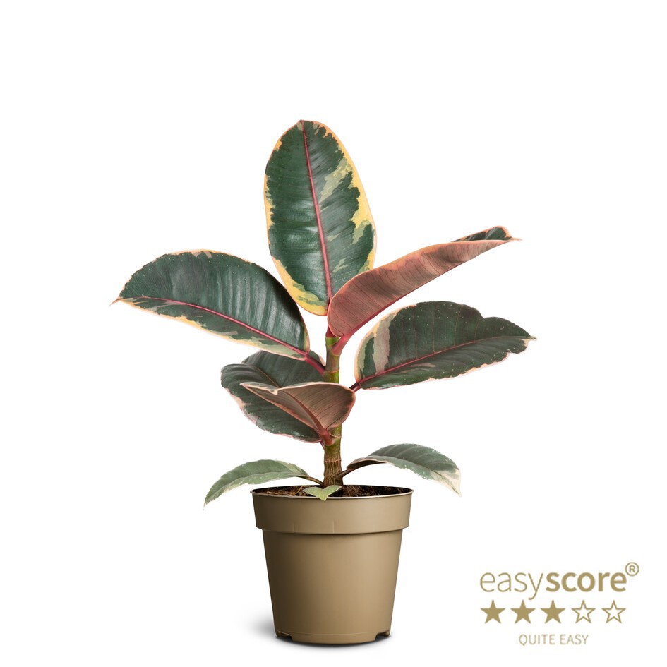 FICUS ELASTICA 'RUBY', D 9