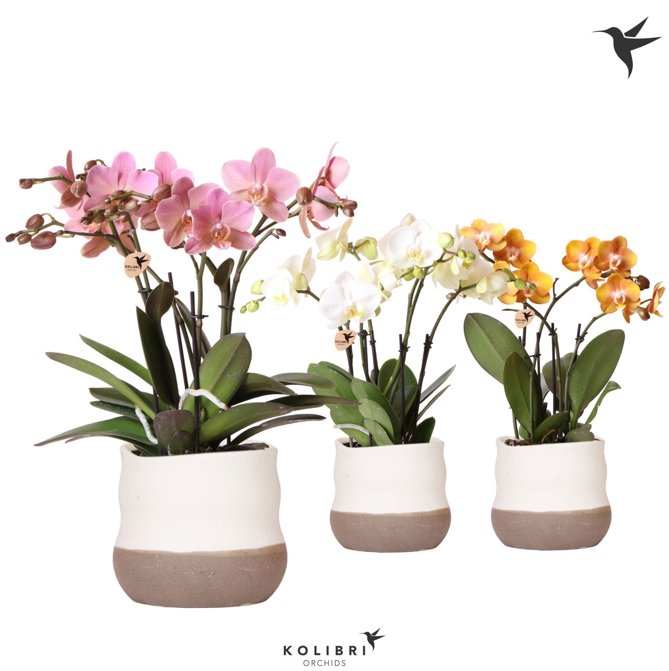 Kolibri Orchids Phalaenopsis Jewel mix in Imperfect Bag pot, D 12