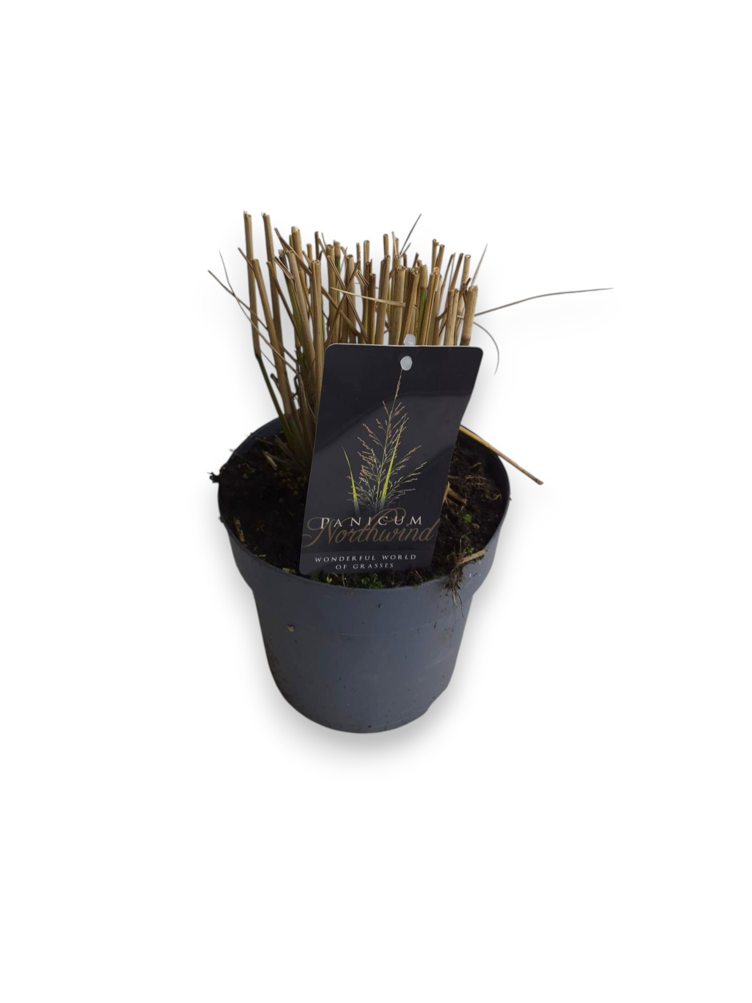 Panicum virgatum 'Northwind' C3/P19, D 19