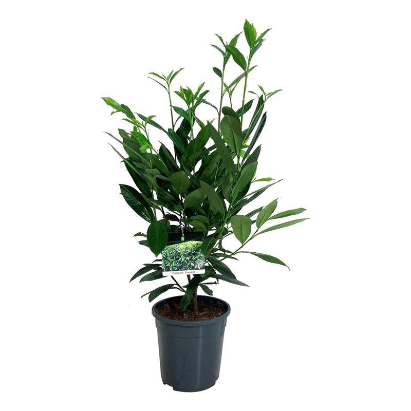 Prunus laur. 'Caucasica', D 24