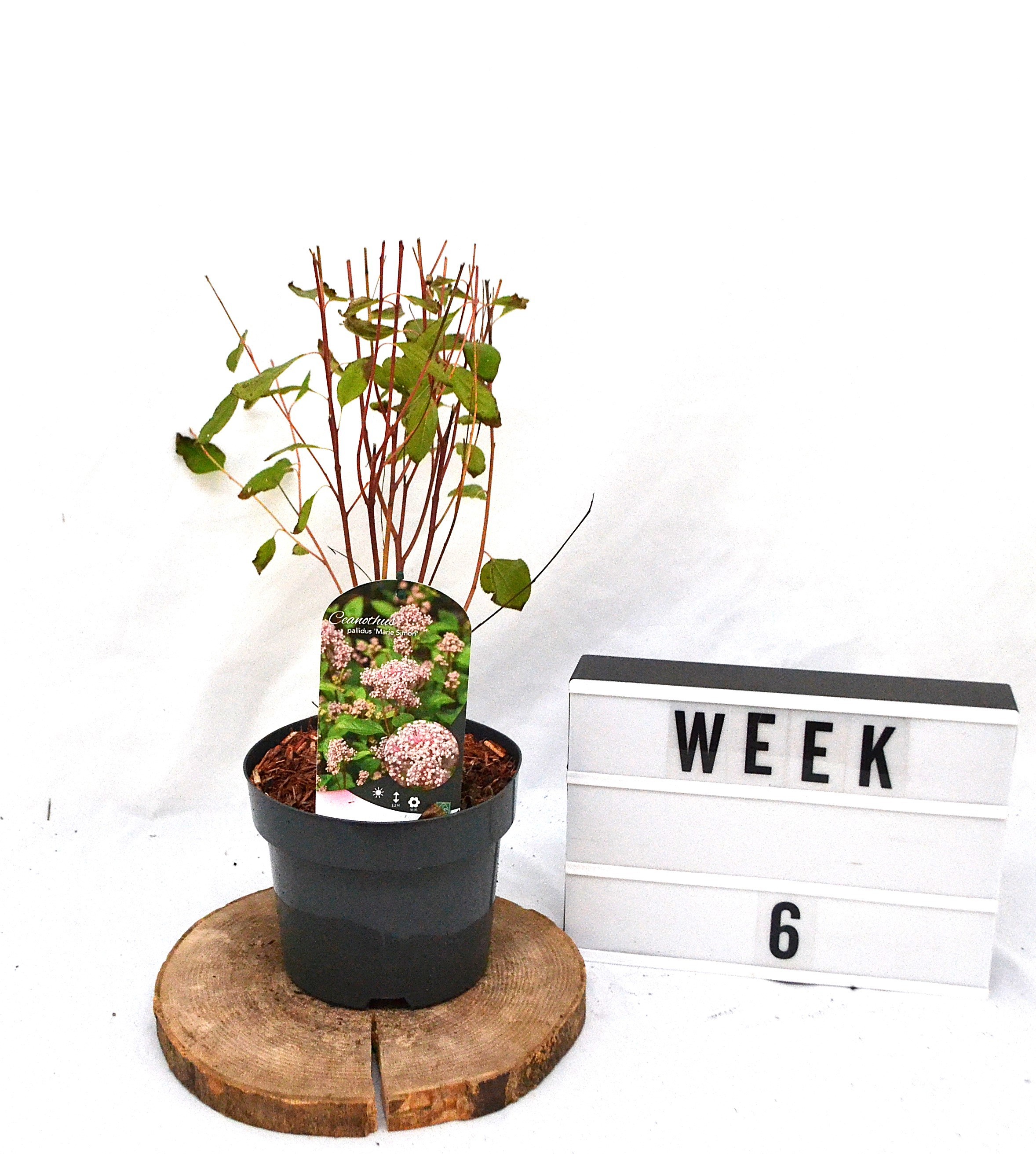 Ceanothus pallidus 'Marie Simon' C3, D 19