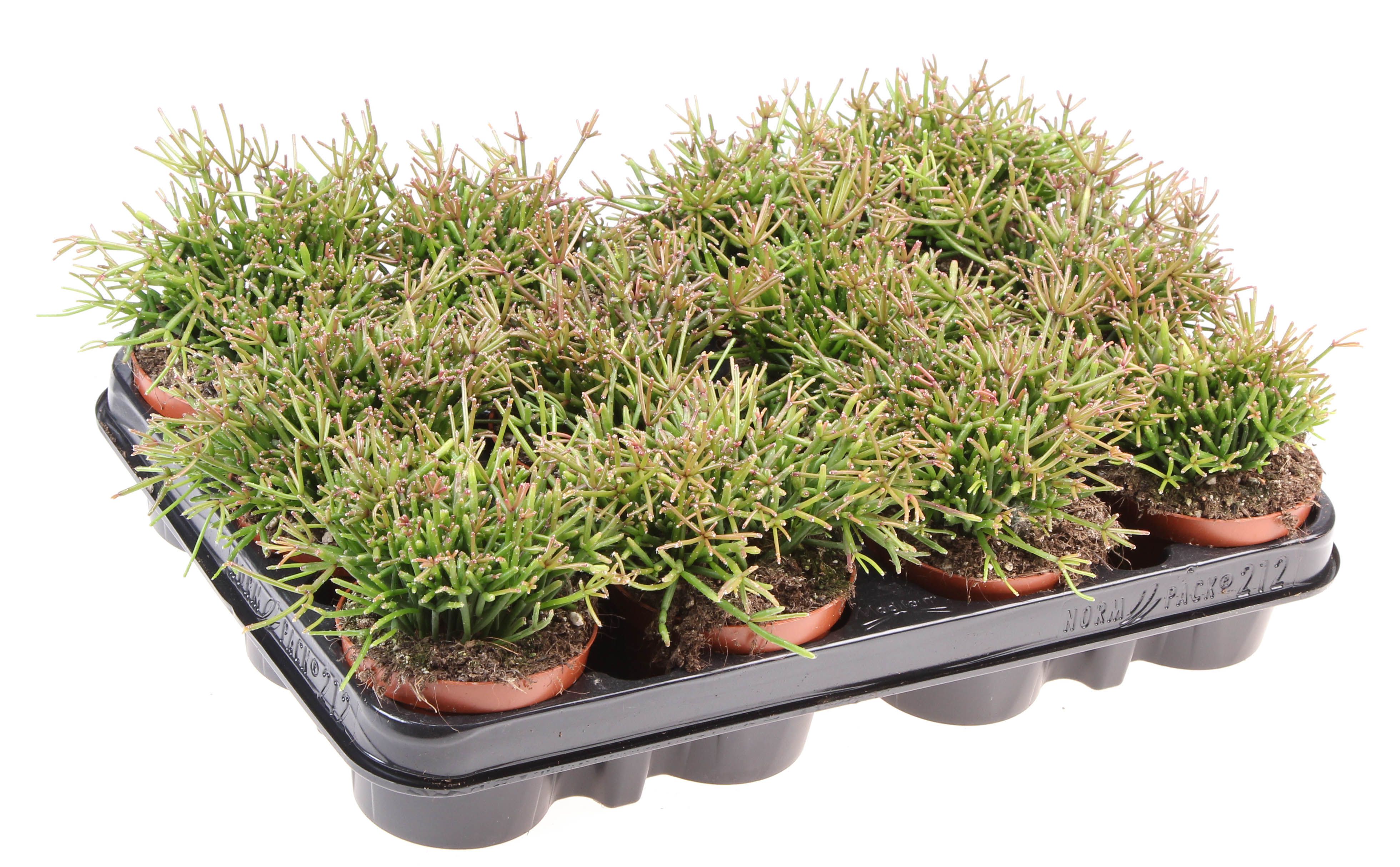 Rhipsalis Clavata, D 8,5