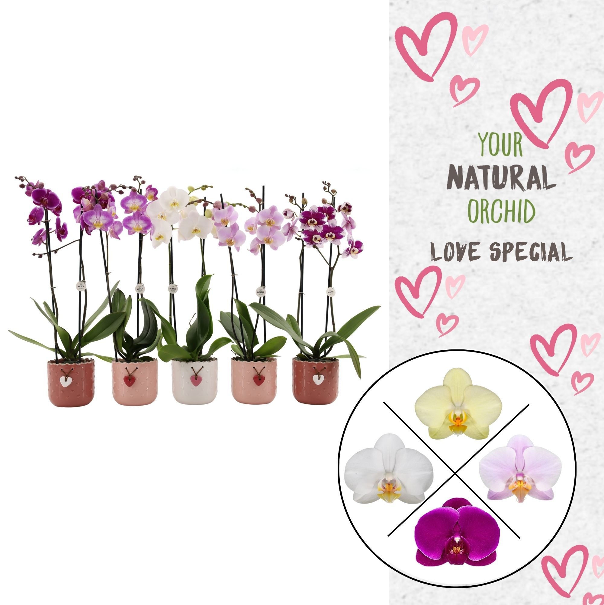 Your Natural Orchid | Mix seizoenskeramiek | Phal 2 spike, D 12