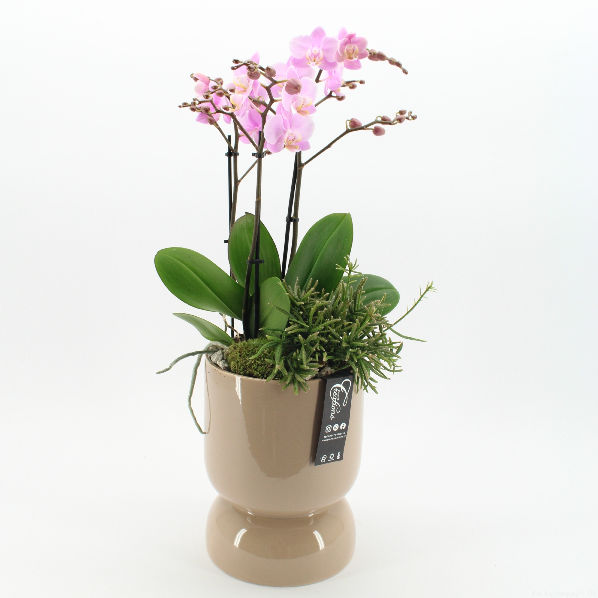 PHAL-2624RZ Phalaenopsis creatie, D 19