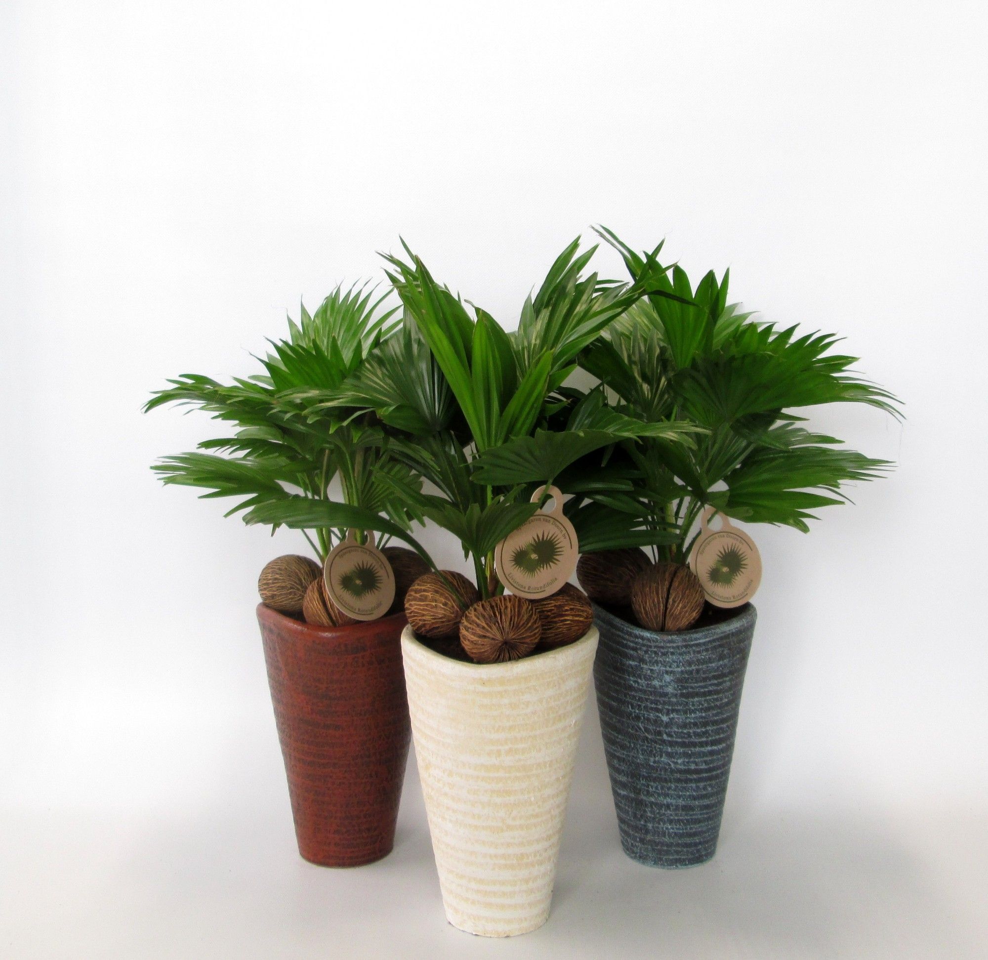 Livistona rotundifolia, D 16