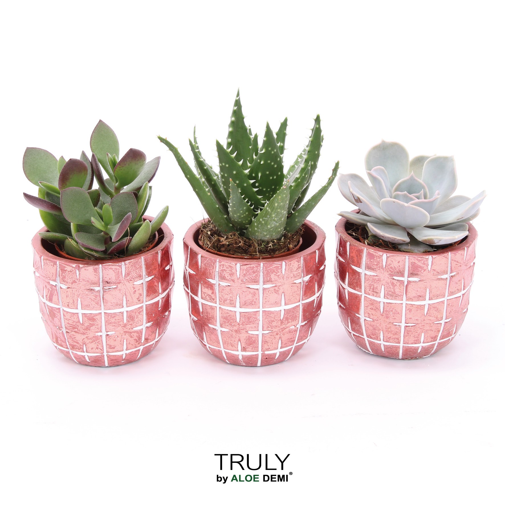 TRULY Succulent, Disco Mosaic Red, D 7