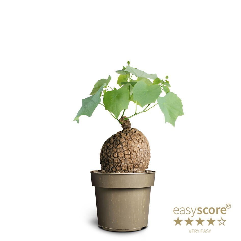 STEPHANIA SUBEROSA, D 17