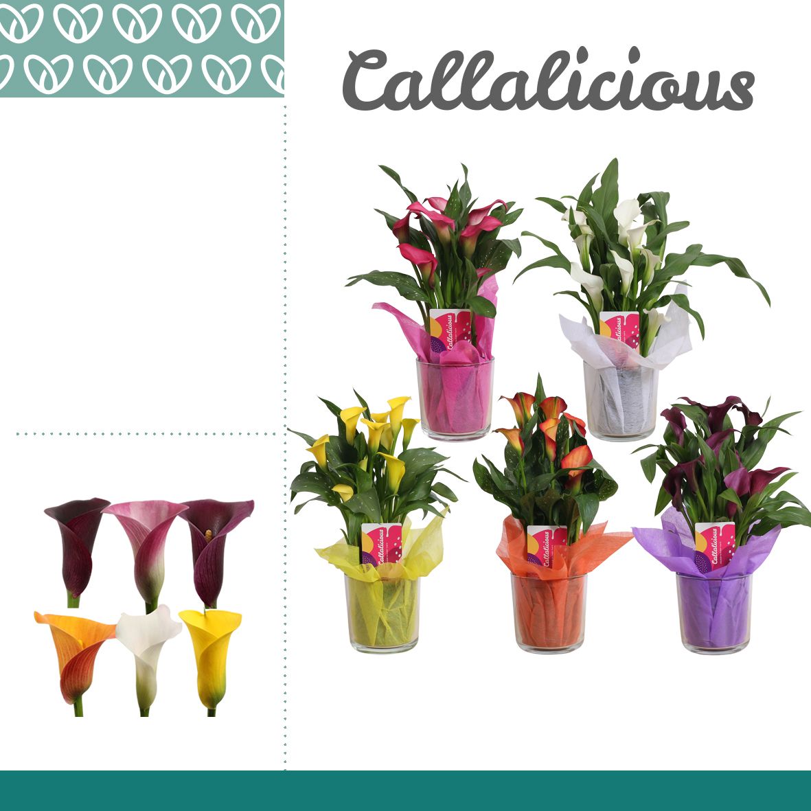 Zantedeschia (Calla) Mix in Claudia Glas, D 12