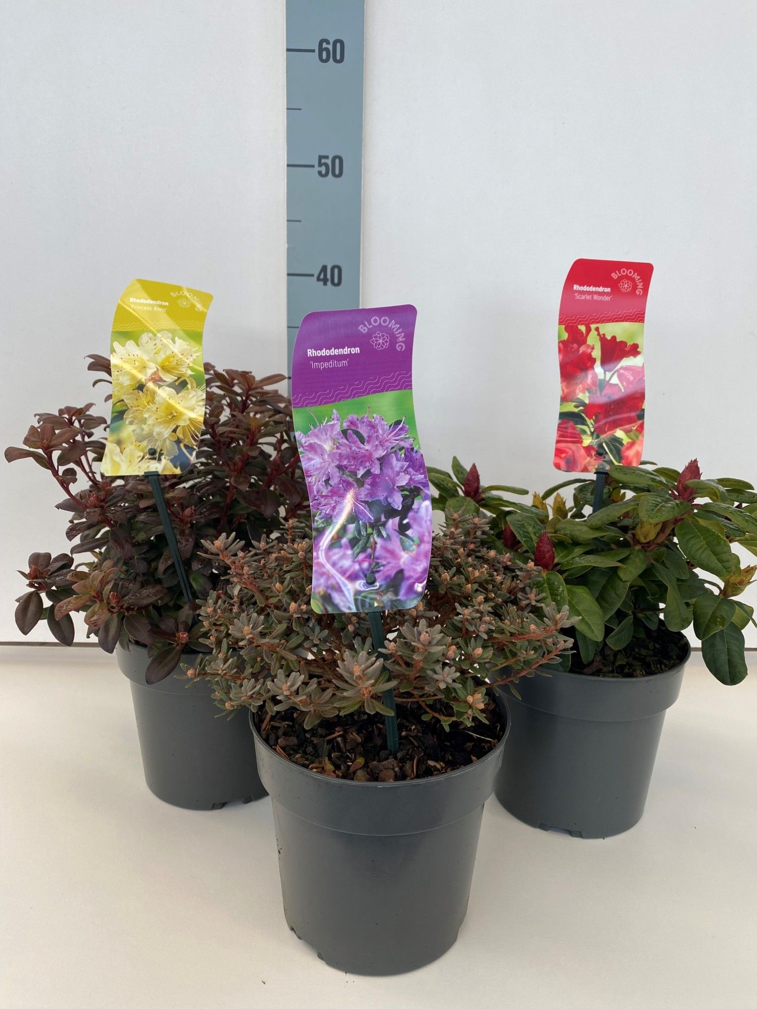 Rhododendron Mix, D 17