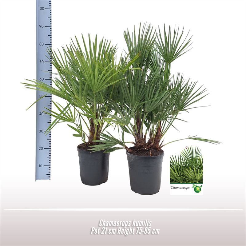 Chamaerops humilis, D 21