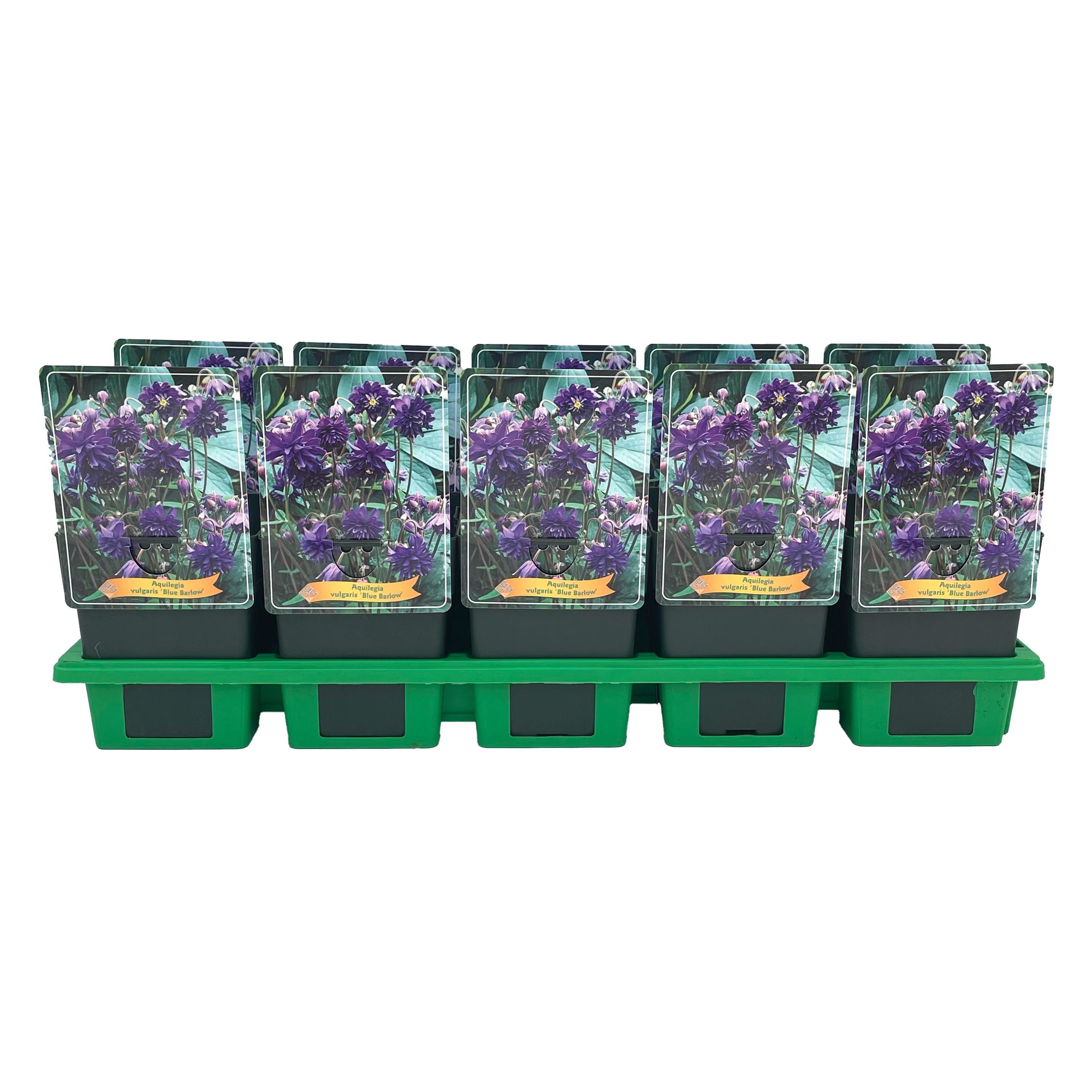 Aquilegia vulgaris 'Blue Barlow' P11, D 11